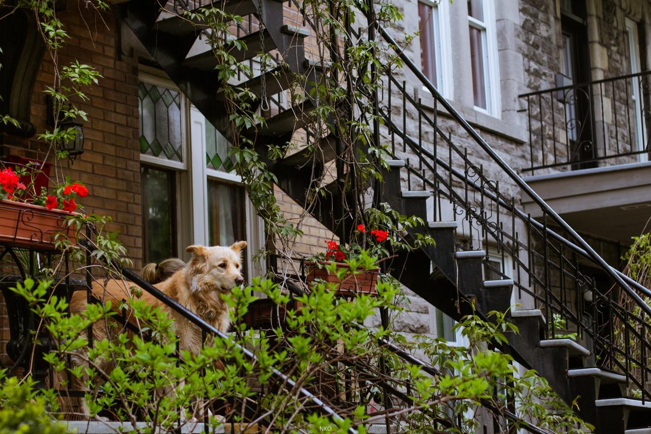 Pied-A-Terre Mont-Royal Hostel Монреал Екстериор снимка